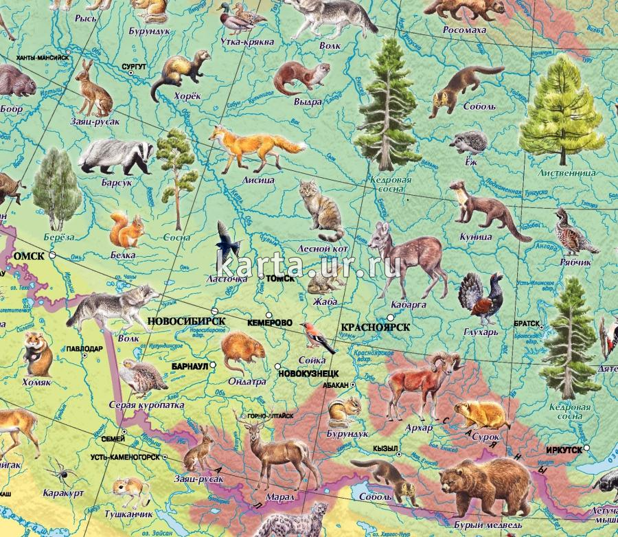 Карт животных